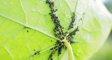 Jak zpracovat broskev, pokud je na ní mšice, jak se vypořádat s lidovými léky a drogami